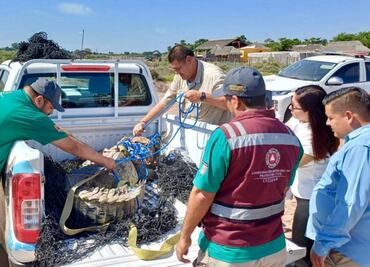 ¡Qué susto! Capturan cocodrilo de 3 metros en poblado de Culiacán, Sinaloa
