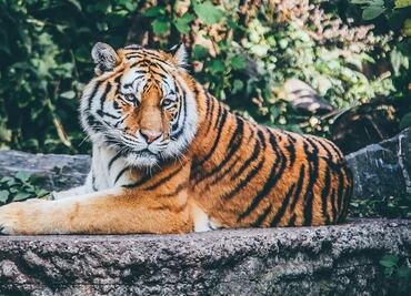 Capturan a un tigre en Querétaro que atacó animales de granja