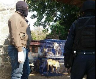 Retiran a 140 perros de domicilio particular en Morelos