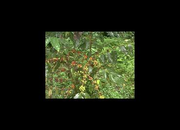 Sector cafetalero, prioridad para Sagarpa