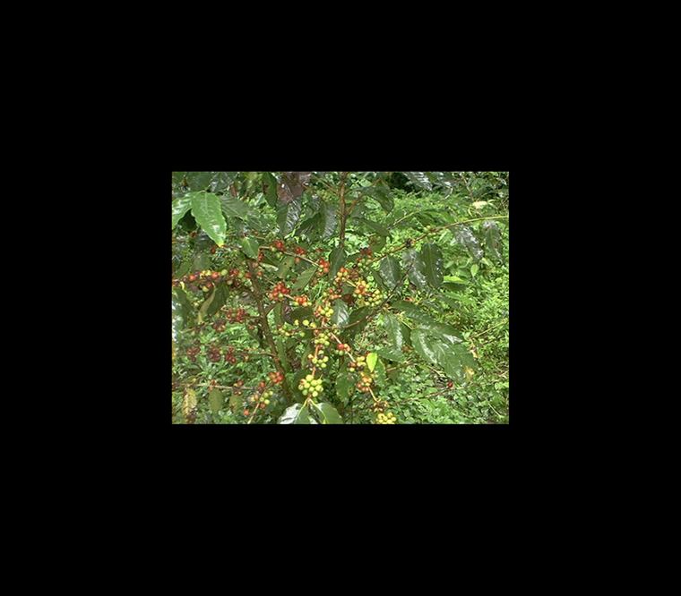 Foto: Archivo El Universal