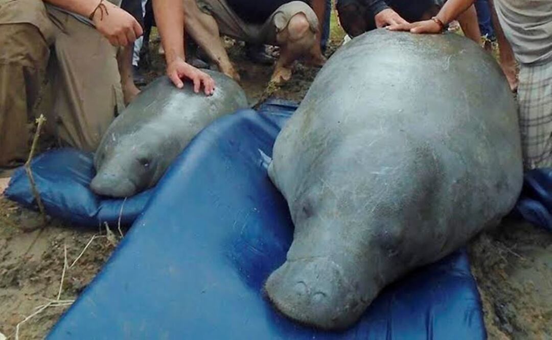 Nace cría de manatí en Chiapas