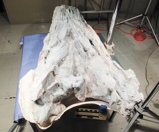 Nuevos datos sobre reptiles marinos prehistóricos