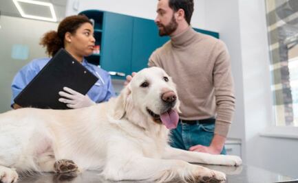 ¿Tu perro tiene piedras en la vejiga? estos son los mejores remedios caseros, según una veterinaria; descubre por qué