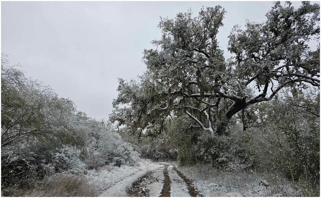"Es una vista hermosa que nos regala la naturaleza", dicen visitantes luego de ver impresionantes paisajes que dejó la onda gélida en Tamaulipas (22/01/2025). Foto: X (@MeteoroTamps)