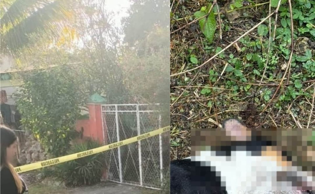 Envenenan a cuatro perritos en Motul, Yucatán; el dueño interpondrá una denuncia ante la FGE.
Foto: Especial.