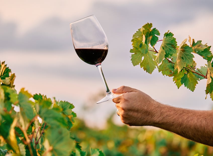Tenerife siguió cultivando Listán Negro, Listán Blanco, Baboso Negro, Vijariego, Marmajuelo, Negramoll y otras cepas que hoy constituyen uno de los patrimonios ampelográficos más valiosos de España.  Foto: Magnific