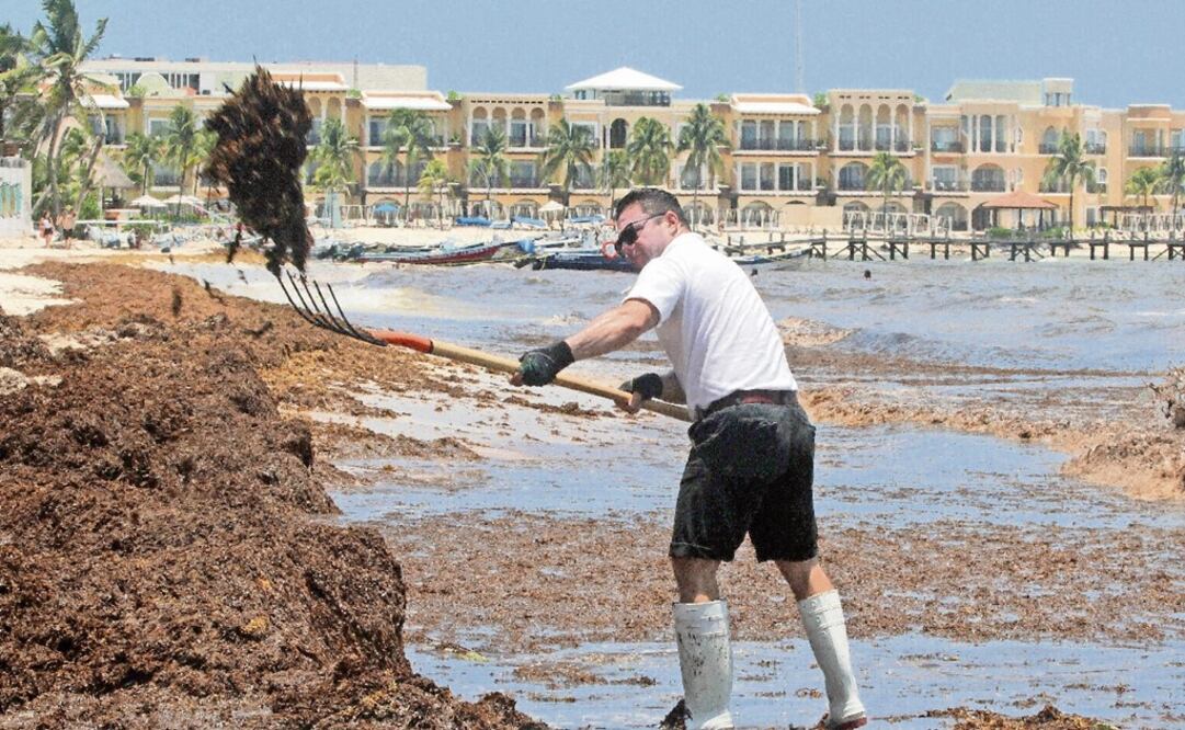 Mexican beaches have been invaded by sargassum in the last years - Photo: Alonso Cupul/EFE