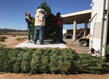Profepa impide acceso de 2 mil 135 árboles de Navidad de EU por traer insectos vivos