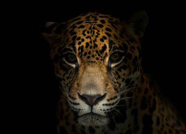 Viaja a Quintana Roo, al territorio del jaguar