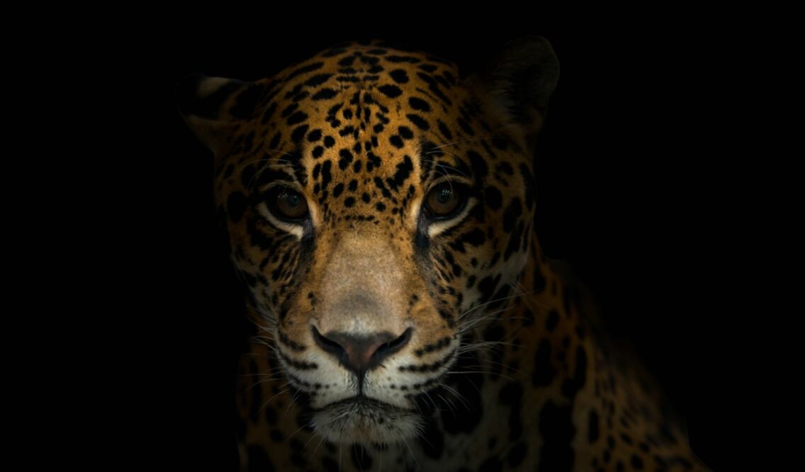 El jaguar es el tercer felino más grande del mundo. (Foto: anankkml)