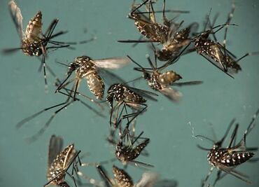 Lanzan millones de mosquitos con bacteria contra dengue y zika
