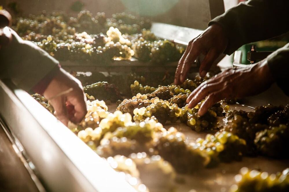 Foto: @vinostierraadentro