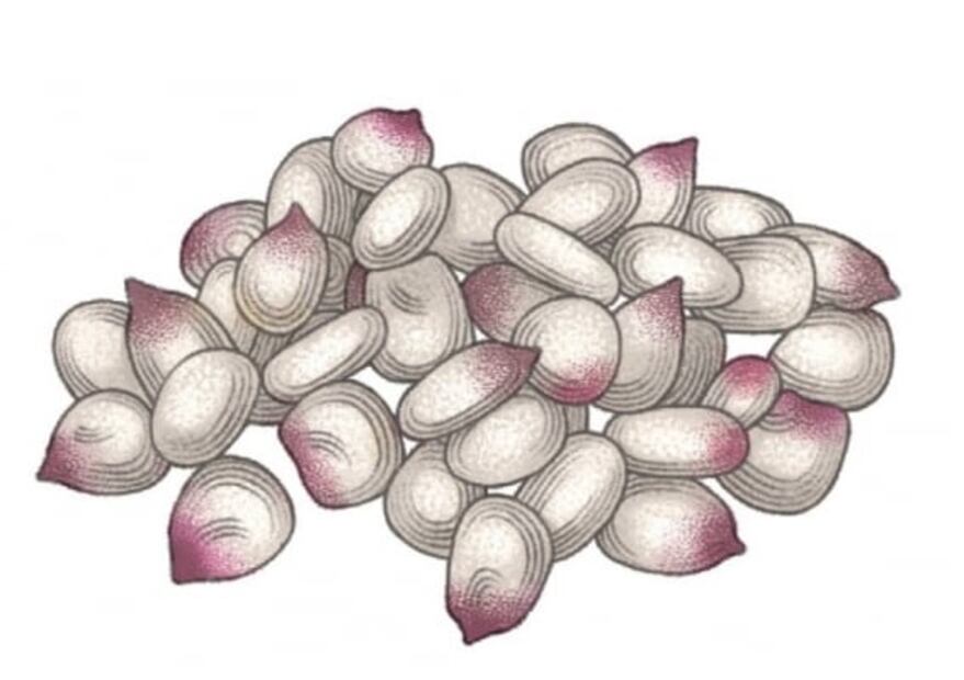 5 Variedades de cacahuacintle que debes de conocer