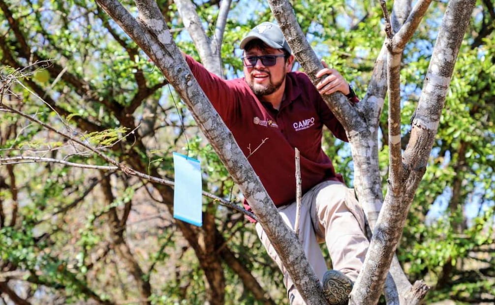 Despliegan 20 brigadas para prevenir la propagación del gusano barrenador en Edomex (18/01/2026). Foto: Especial
