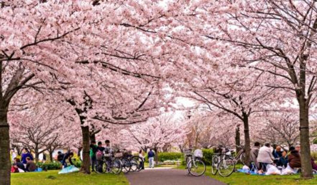 Japón se prepara para el gran fenómeno de los cerezos