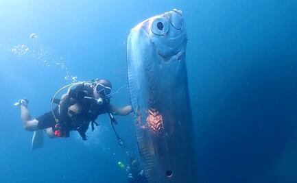 Pez remo causa pánico en Taiwán; ¿por qué se le asocia al presagio de terremotos?