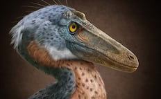 Descubren en Coahuila al Xenovenator espinosai, un nuevo dinosaurio de 74 millones de años