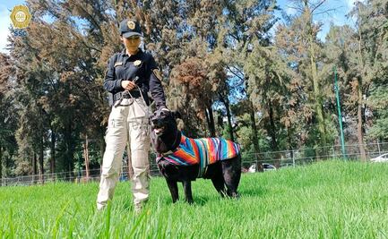 Rescatan a lomito tras accidente vehicular; perrito no quería abandonar cuerpo de su dueño