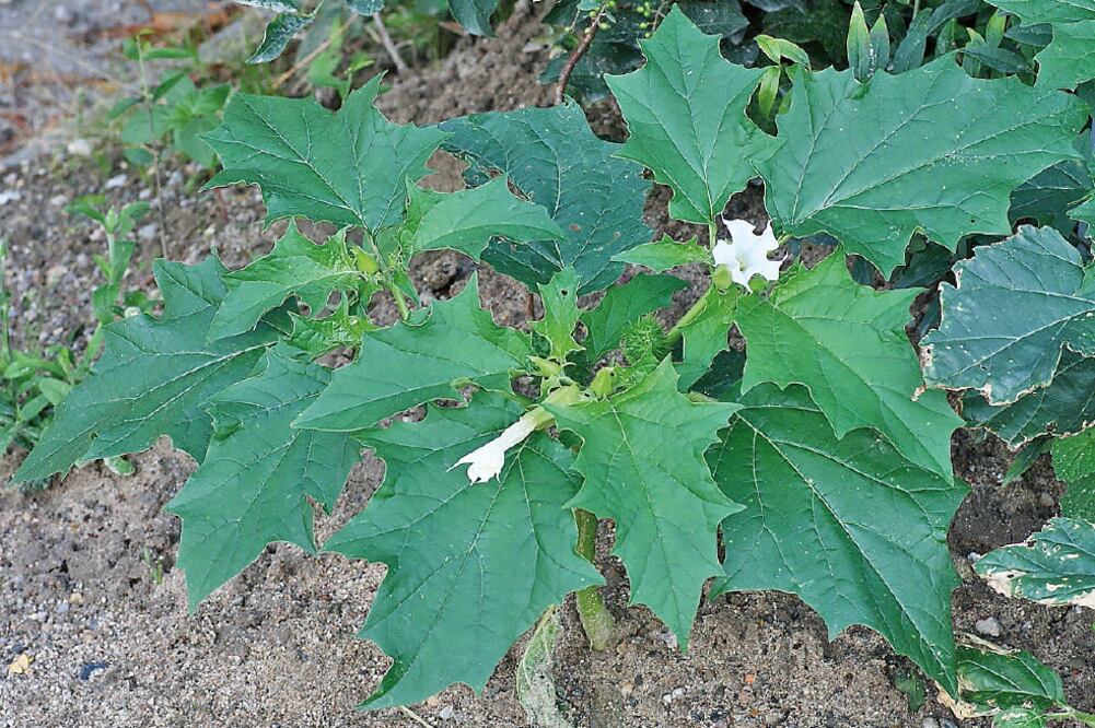 En México, la especie más común es Datura stramonium (ESPECIAL)