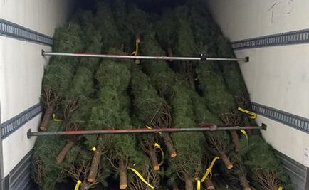 Por plaga, retienen más de 2 mil árboles de navidad en Tamaulipas