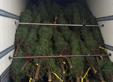 Por plaga, retienen más de 2 mil árboles de navidad en Tamaulipas