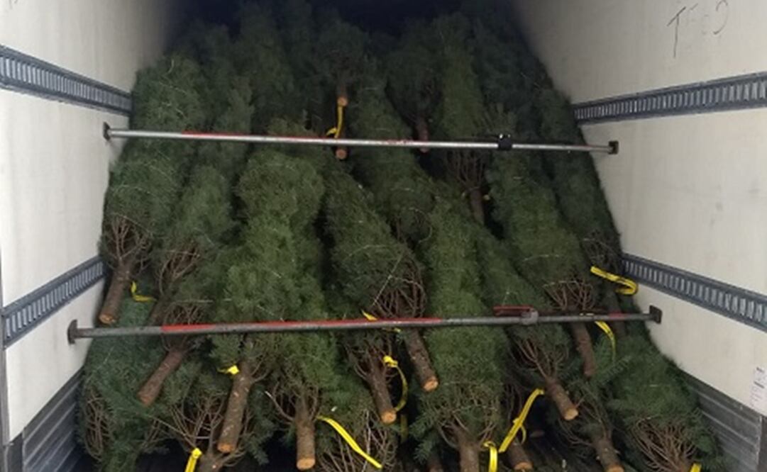 En total se han retornado 6 mil 5 árboles por contener diversas plagas (Foto: Especial)