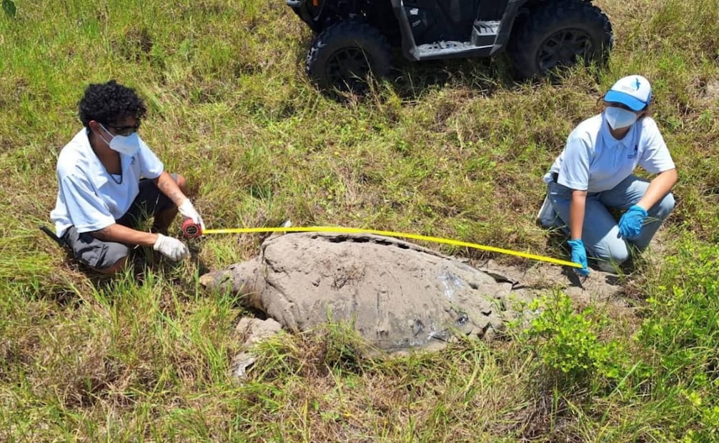 Fundación Yepez recordó que pocas veces se tiene la oportunidad de avistar una tortuga macho. | Foto: Fundación Yepez.