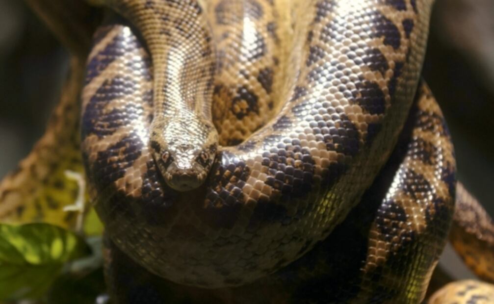 7 datos increíbles sobre el Amazonas, contados por un local