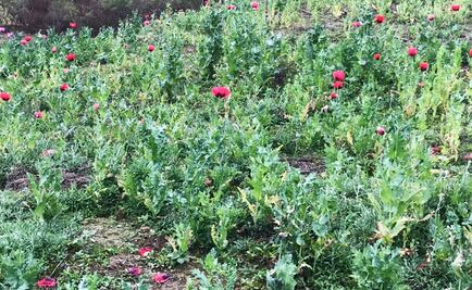 Destruyen 3 sembradíos de amapola en Guerrero