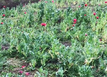 Destruyen 3 sembradíos de amapola en Guerrero