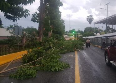 Árbol bloquea puente internacional en frontera de México con Guatemala