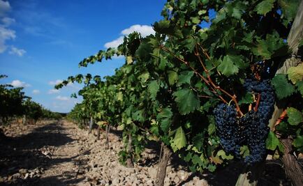 Expresión y versatilidad: los vinos de Ribera del Duero