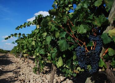 Expresión y versatilidad: los vinos de Ribera del Duero