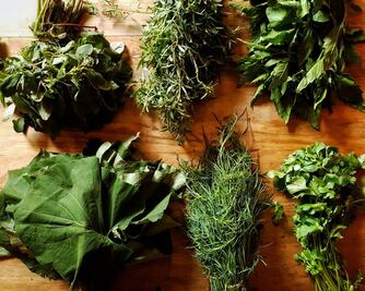 Conoce el calendario de los quelites 