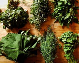 Conoce el calendario de los quelites 