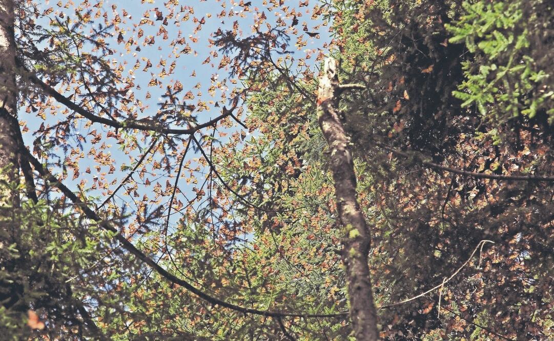 Las maravillas naturales del Estado de México son perfectas para conectar con la naturaleza / Foto: Jorge Alvarado. EL UNIVERSAL