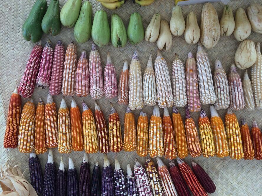 El maíz en tiempos de Trump. Una oportunidad para repensar el TLC