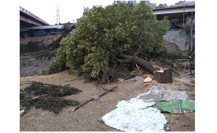 Detienen a 6 por presunta tala ilegal en Álvaro Obregón