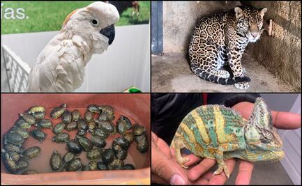 Tigres, tortugas, aves y monos, entre los animales más traficados y usados de mascota en México este 2025