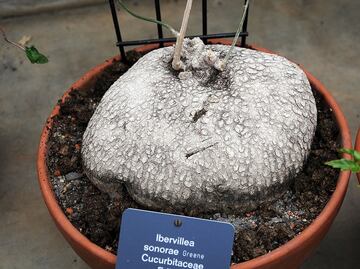 Wereque, la planta mexicana que podría combatir el cáncer