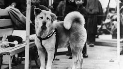 Se cumplen 91 años de la muerte de Hachiko, el perro más fiel del mundo