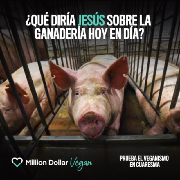 Ofrecen donar 1 mdd a la caridad si el Papa se vuelve vegano en la Cuaresma