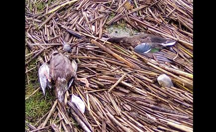 Reportan muerte de patos en Laguna de Zumpango