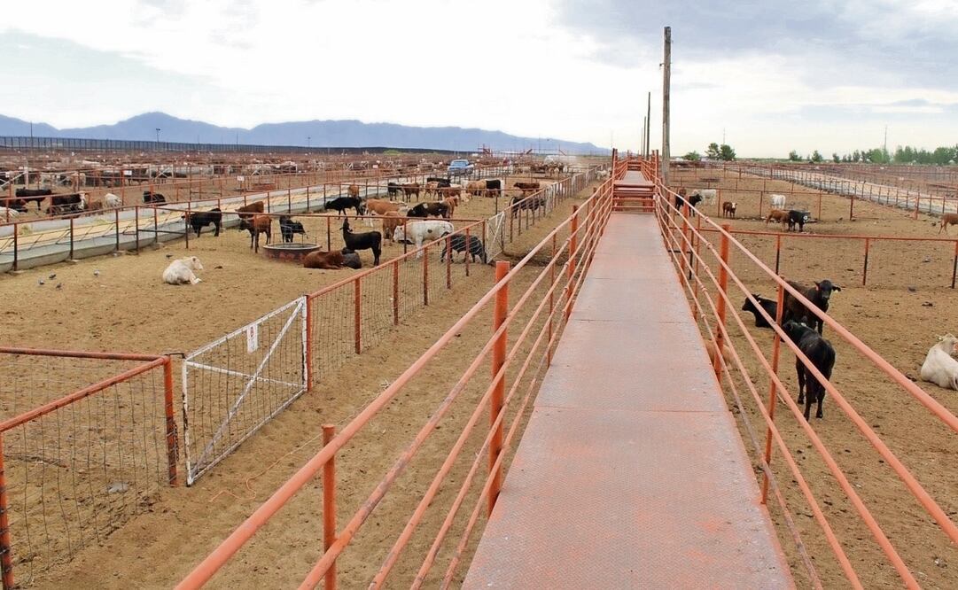 Se estima que unas 15 mil reses habrían quedado varadas en Chihuahua, Sonora y Coahuila, ante la decisión de EU de suspender los cruces por el gusano barrenador. Foto: Especial