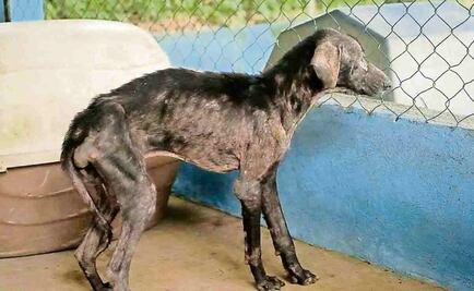 Plantean registro de acusados de violencia animal