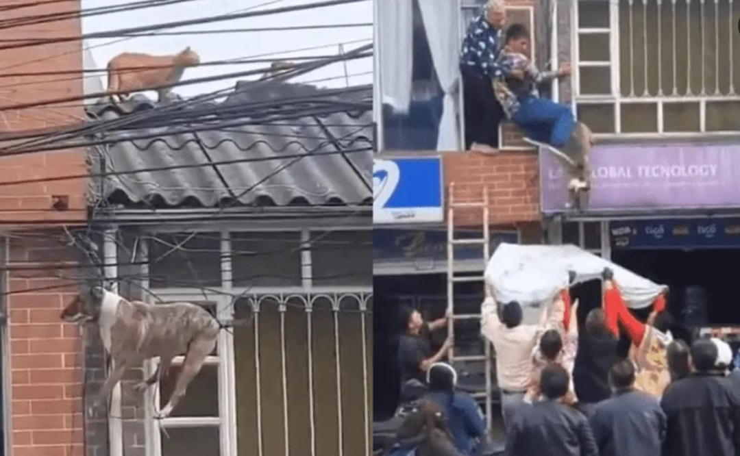 La mascota pudo ser rescatada sana y salva. Foto: Tomada del video