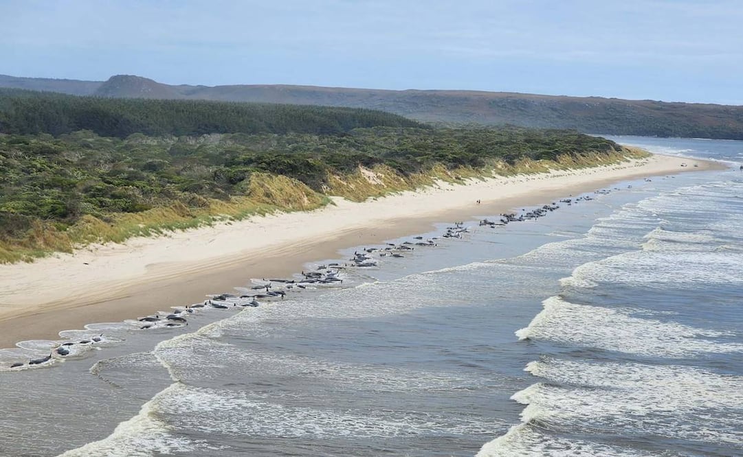 Hallan 230 ballenas varadas en Australia; la mitad muertas. Foto: EFE