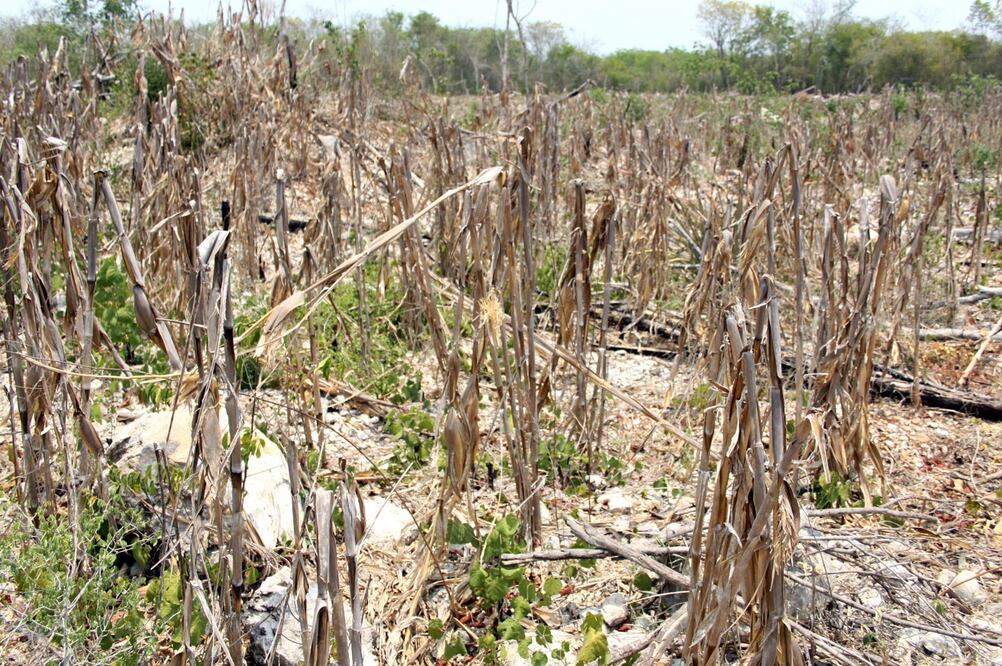 Milpas durante la sequía en Yucatán - Foto: Christian Ayala/EL UNIVERSAL