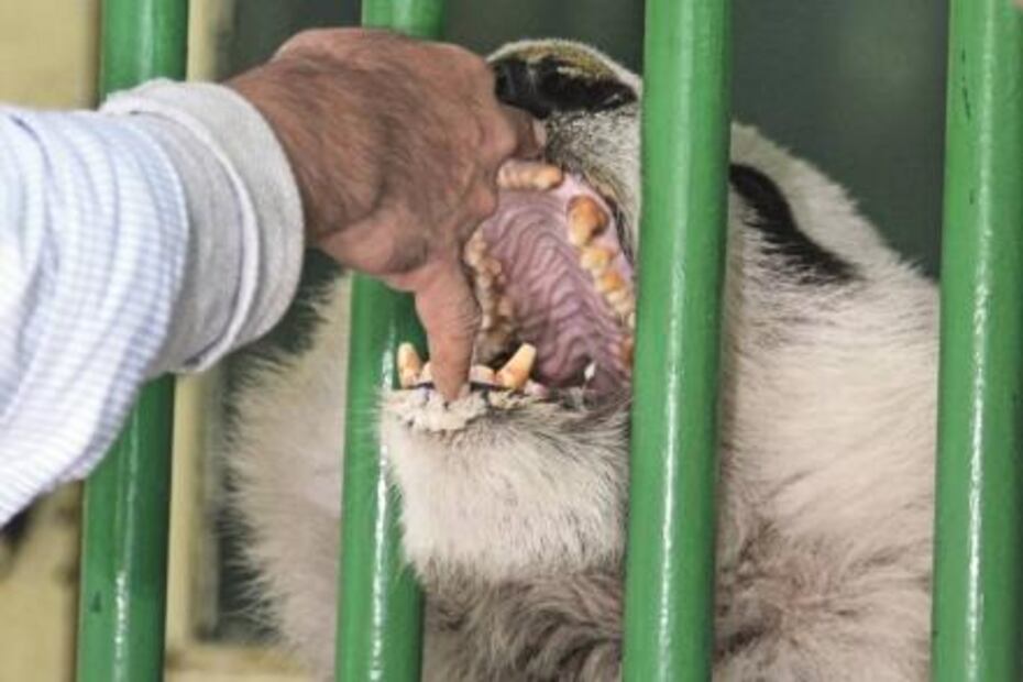 La ciencia también nace en el Zoológico de Chapultepec